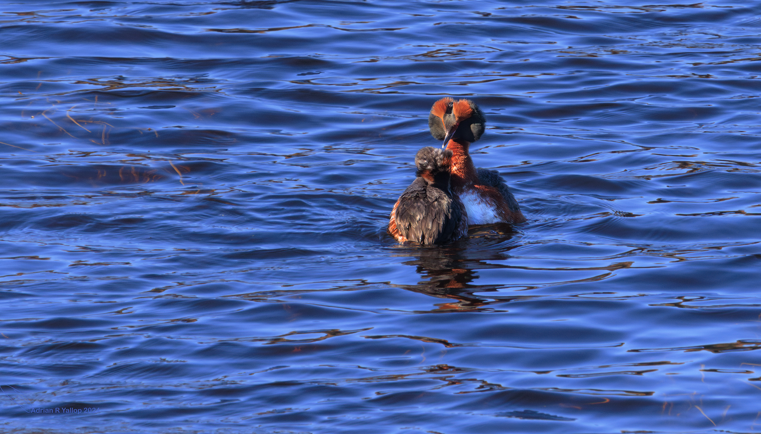 Podiceps auritus